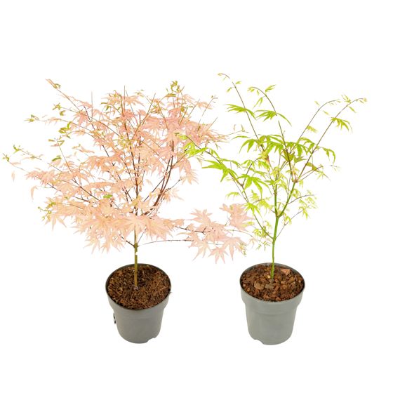 Japanin vaahtera - 2 kpl - Acer 'Ukigumo', Acer 'Taylor' - K35-55cm - ⌀15cm