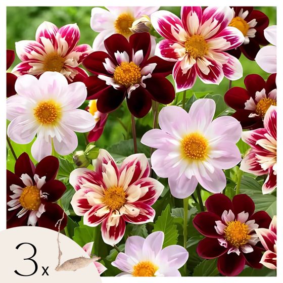 Daalian juurakot - 3 kpl - Dahlia 'Favorite ballet' - Kukkasipulit