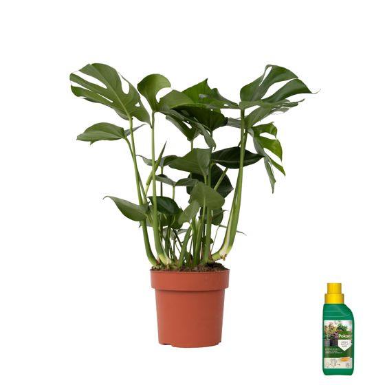 Sveitsiläinen juustokasvi - Monstera deliciosa - Korkeus 70-80cm - ⌀21cm