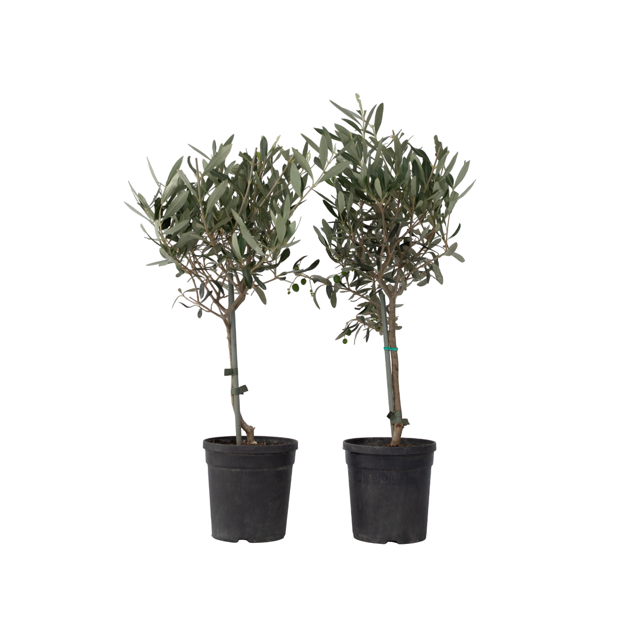 Öljypuu - 2 kpl - Olea europaea - Korkeus 50-60cm - ⌀14cm