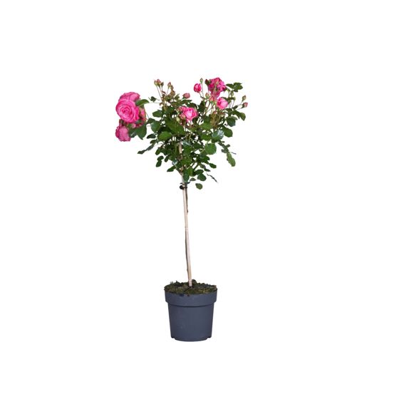 Ruusupuu - Rosa palace 'Topkapi' - Korkeus 80–100cm - ⌀19cm