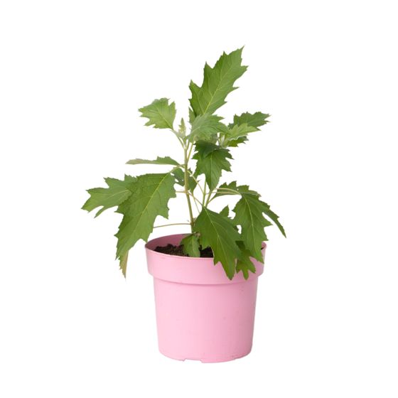 Hortensia - Hydrangea paniculata 'Ice Crystal' - Korkeus 25-40cm - ⌀19cm