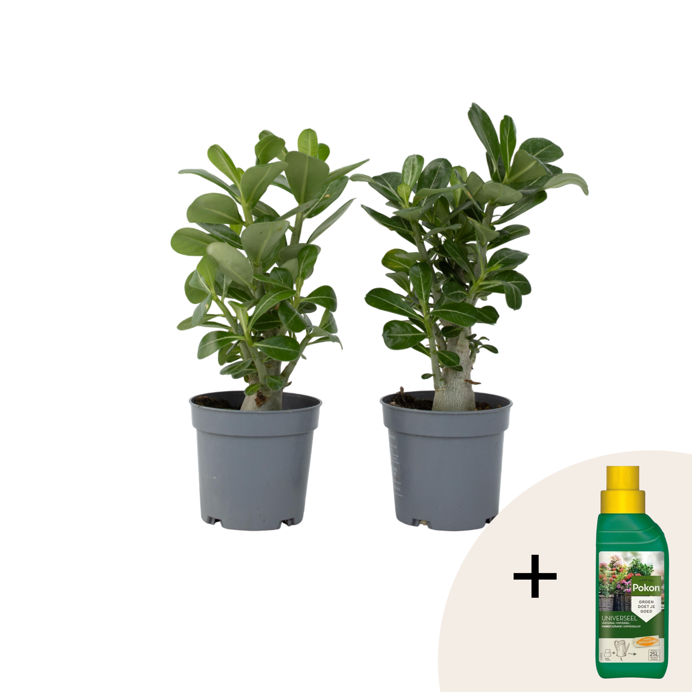 Aavikkoruusu - 2 kpl - Adenium obesum - Korkeus 25-40cm - ⌀105cm