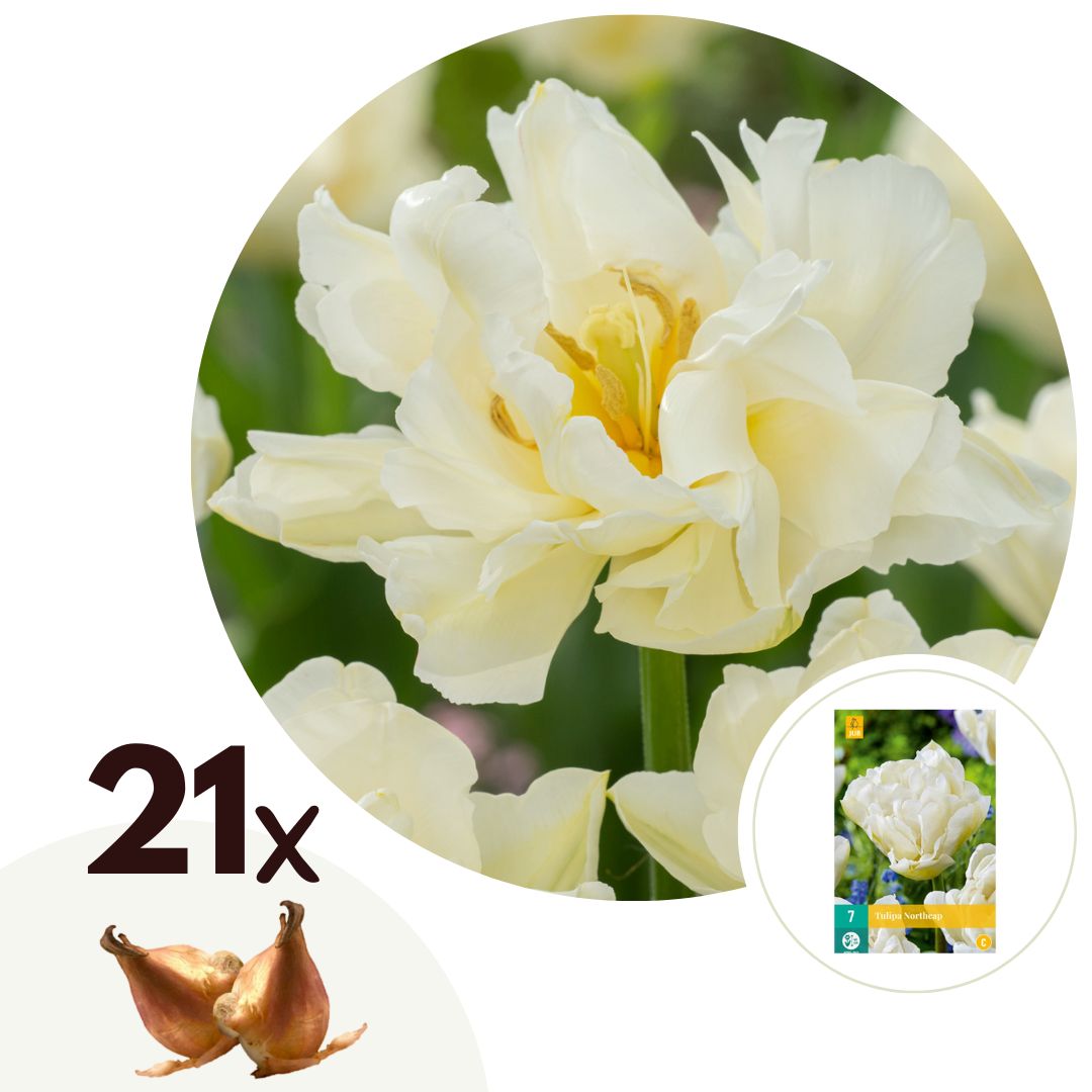 Tulppaaninsipulit - 21 kpl - Tulipa 'Northcap' - Kukkasipulit - Keltainen