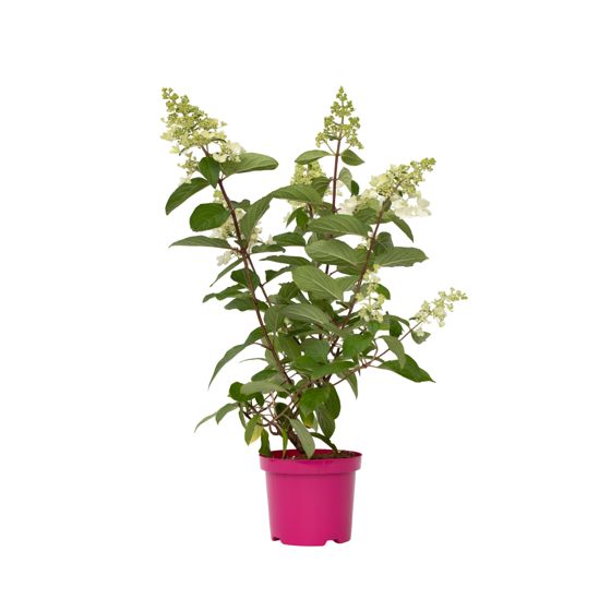Hortensia - Hydrangea paniculata 'Pinky Winky' - Korkeus 25-40cm - ⌀19cm