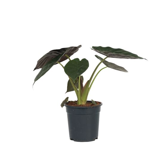 Juurakkovehka - Alocasia Wentii - Korkeus 70-80cm - ⌀19cm