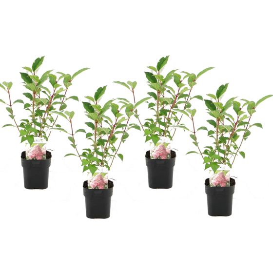 Hortensia - 4 kpl - Hydrangea paniculata 'Pink Diamond' - K30-40cm - ⌀17cm