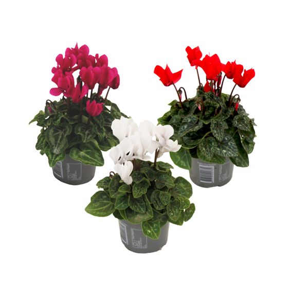 Kevätkylmänkukka - 3 kpl - Cyclamen persicum - Korkeus 10-20cm - ⌀9cm