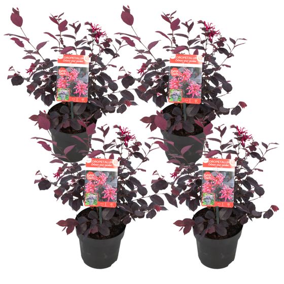 Kiinalainen hapsukukka - 4 kpl - Loropetalum 'Ever Red' - K25-35cm - ⌀13cm