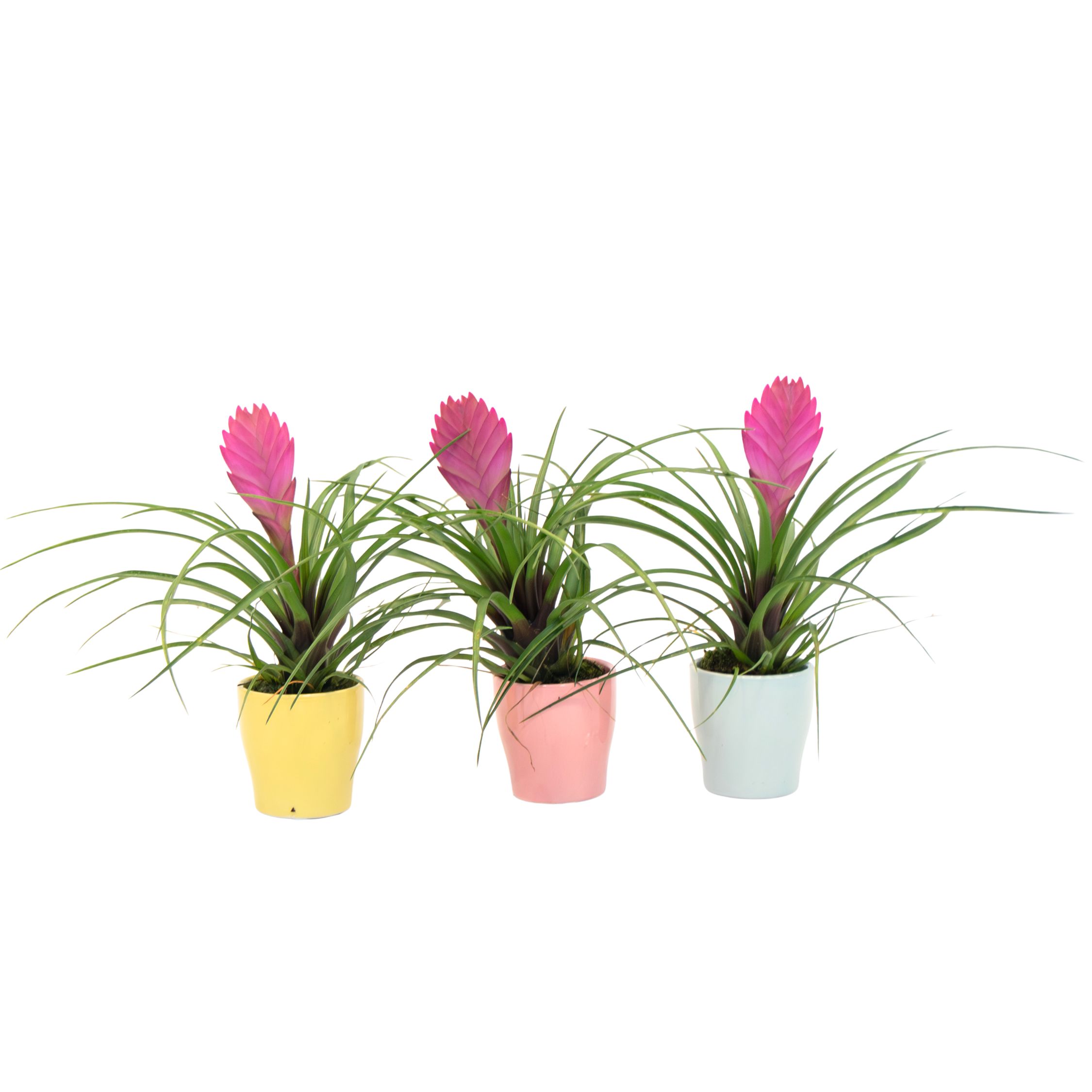 Tillandsia cyanea ‘Pastel’ – 3 kasvin setti ruukulla – Korkeus 20–30cm – ø7cm