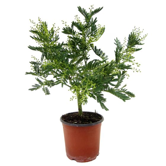 Hopeapensas - Mimosa dealbata - Korkeus 40-50cm - ⌀15cm