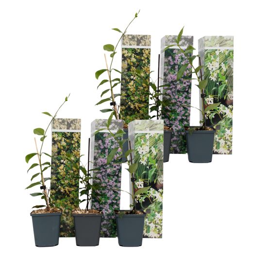 Jasmiinitähti - 6 kpl - Trachelospermum jasminoides - Korkeus 25-40cm - ⌀9cm