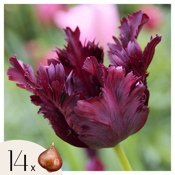 Tulppaaninsipulit - 14 kpl - Tulipa 'Black Parrot' - Kukkasipulit - Purppura