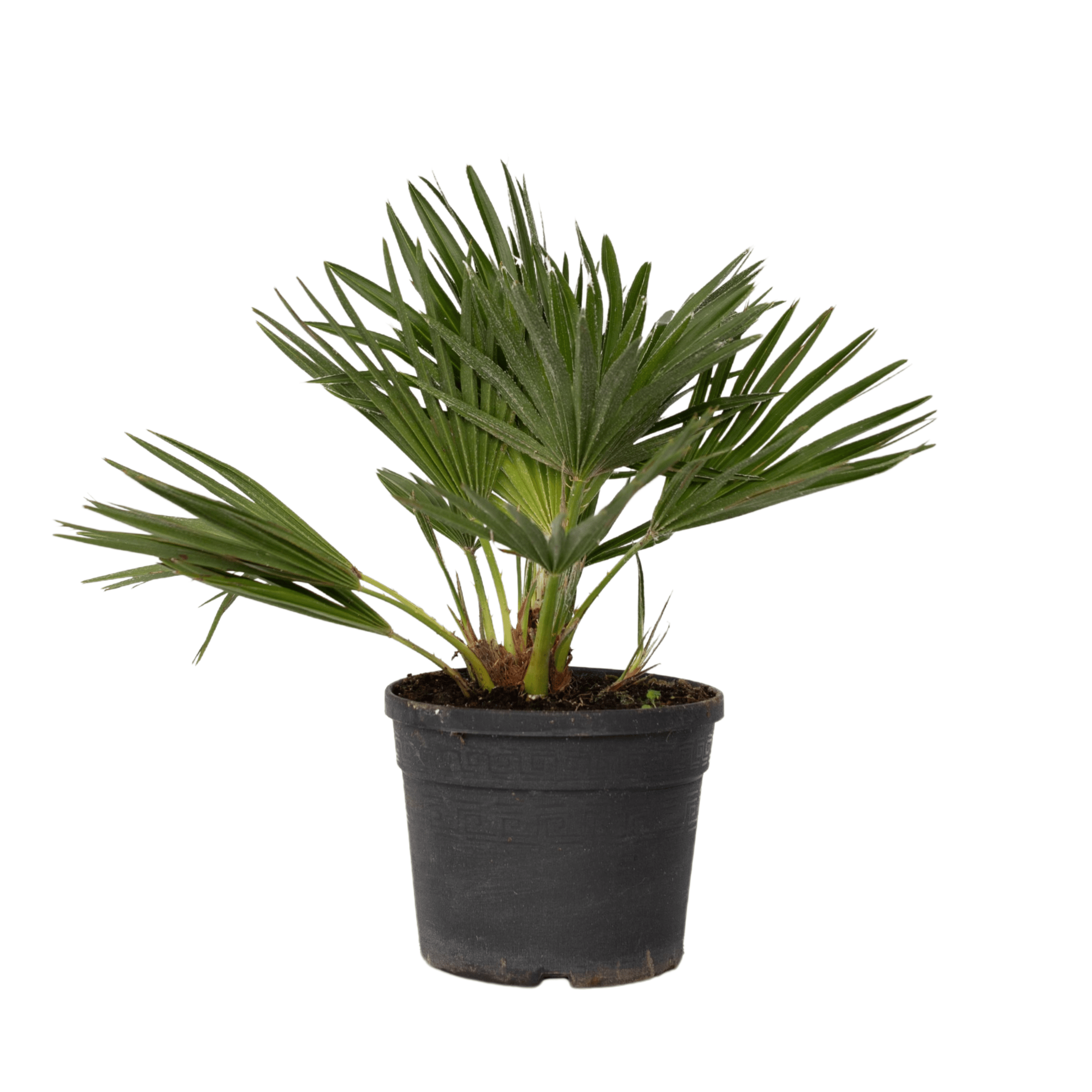 Euroopan viuhkapalmu - Chamaerops 'Vulcano' - Korkeus 35-45cm - ⌀19cm