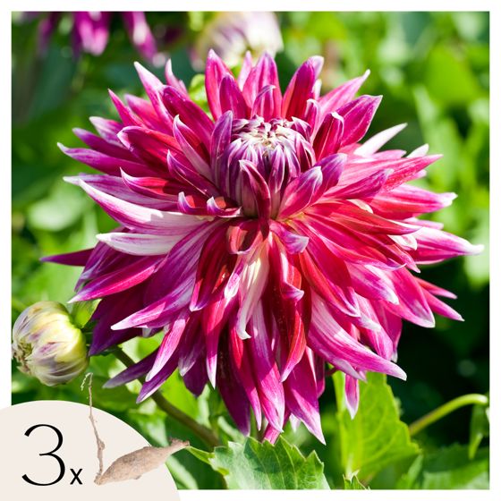Daaliamukulat - 3 kpl - Dahlia 'Vancouver' - Kukkasipulit - Vaaleanpunainen