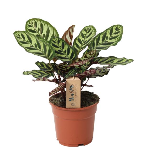 Rukouskasvi - Calathea 'Makoyana' - Korkeus 40–50cm - ⌀17cm