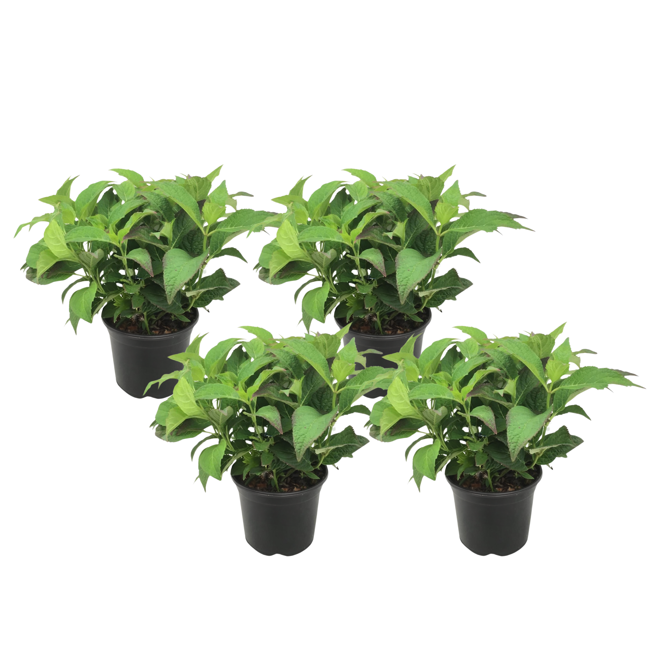 Hortensia - 4 kpl - Hydrangea serrata 'Summerglow' - Korkeus 25-40cm - ⌀19cm