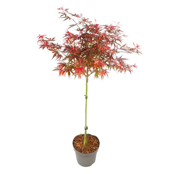 Japanin vaahtera - Acer palmatum 'Shaina' - Korkeus 80-90cm - ⌀19cm
