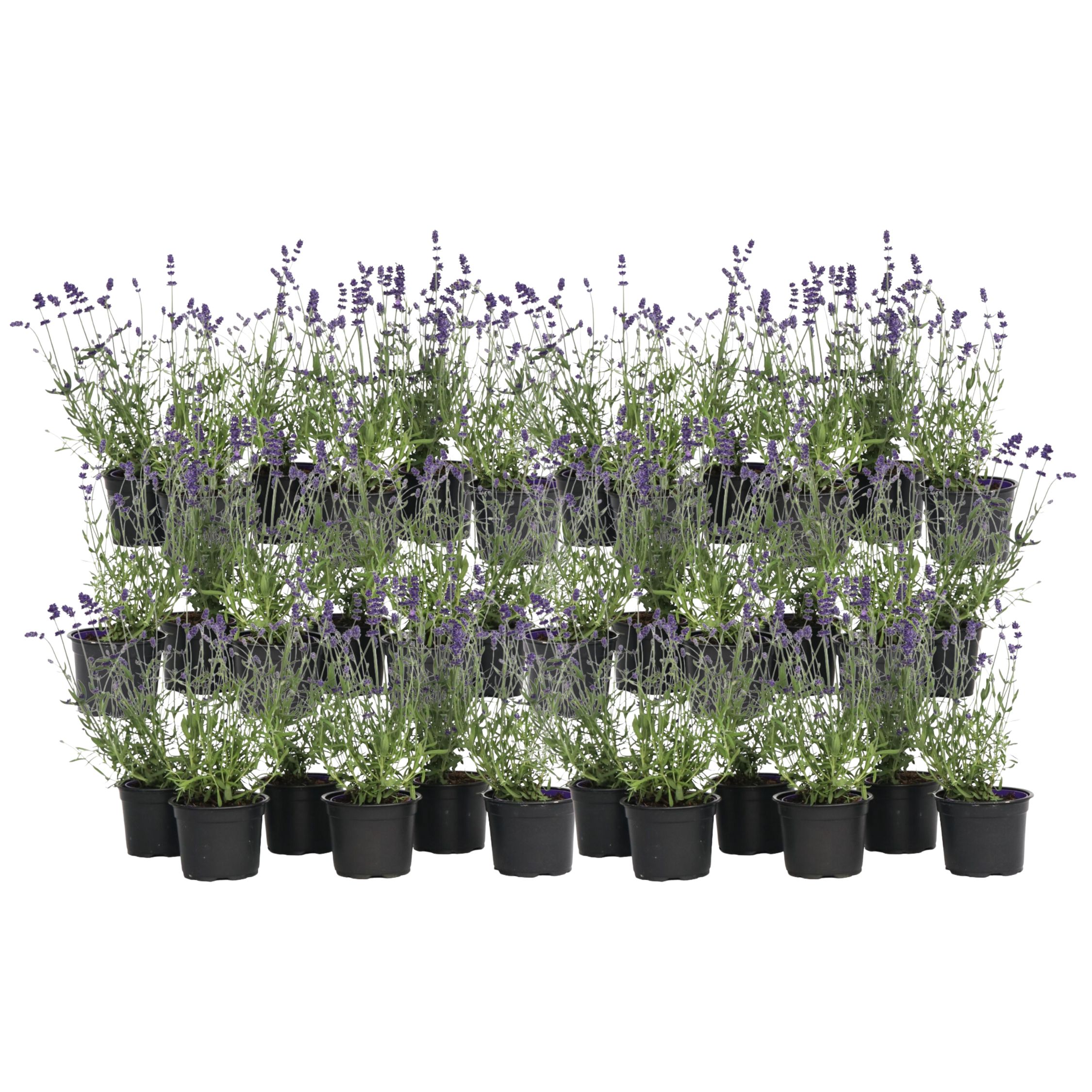 Laventeli - 36 kpl - Lavandula angustifolia - Korkeus 10-15cm - ⌀10,5cm