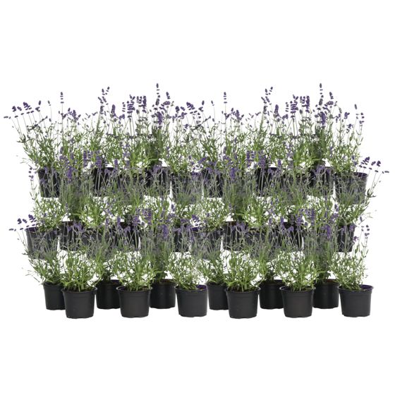 Laventeli - 36 kpl - Lavandula angustifolia - Korkeus 10-15cm - ⌀10,5cm