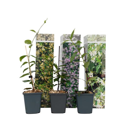 Jasmiinitähti - 3 kpl - Trachelospermum jasminoides - Korkeus 25-40cm - ⌀9cm