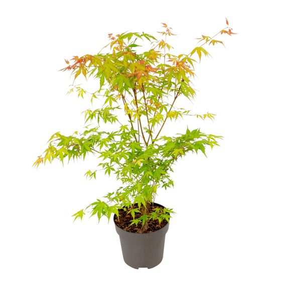 Japanin vaahtera - Acer palmatum 'Katsura' - Korkeus 60-70cm - ⌀19cm