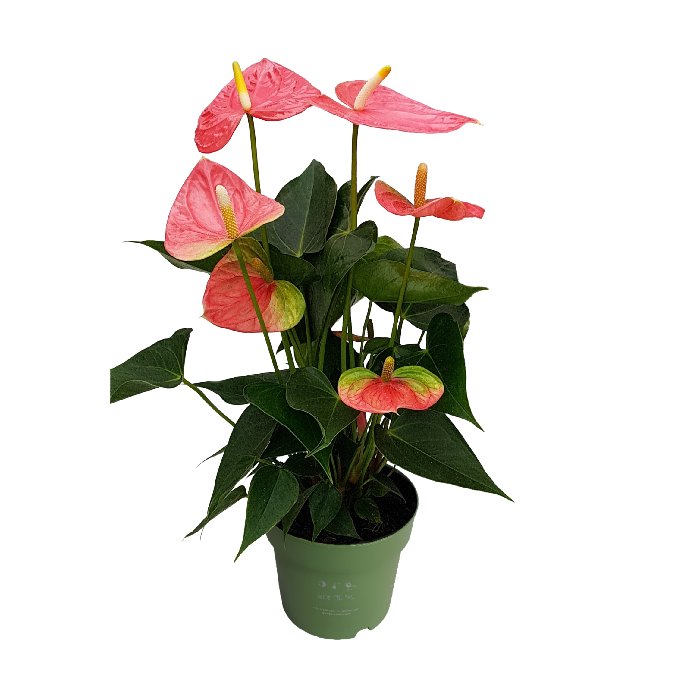 Anthurium - 'Colorado Pink' - Korkeus 40-55cm - ⌀14cm