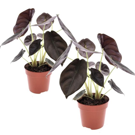 Juurakkovehka - 2 kpl - Alocasia cuprea 'Red Secret' - Korkeus 25-35cm - ⌀12cm
