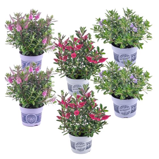 Ikuisvihreä pensas - 6 kpl - Hebe All Blooms - Korkeus 30-35 cm - ⌀13 cm