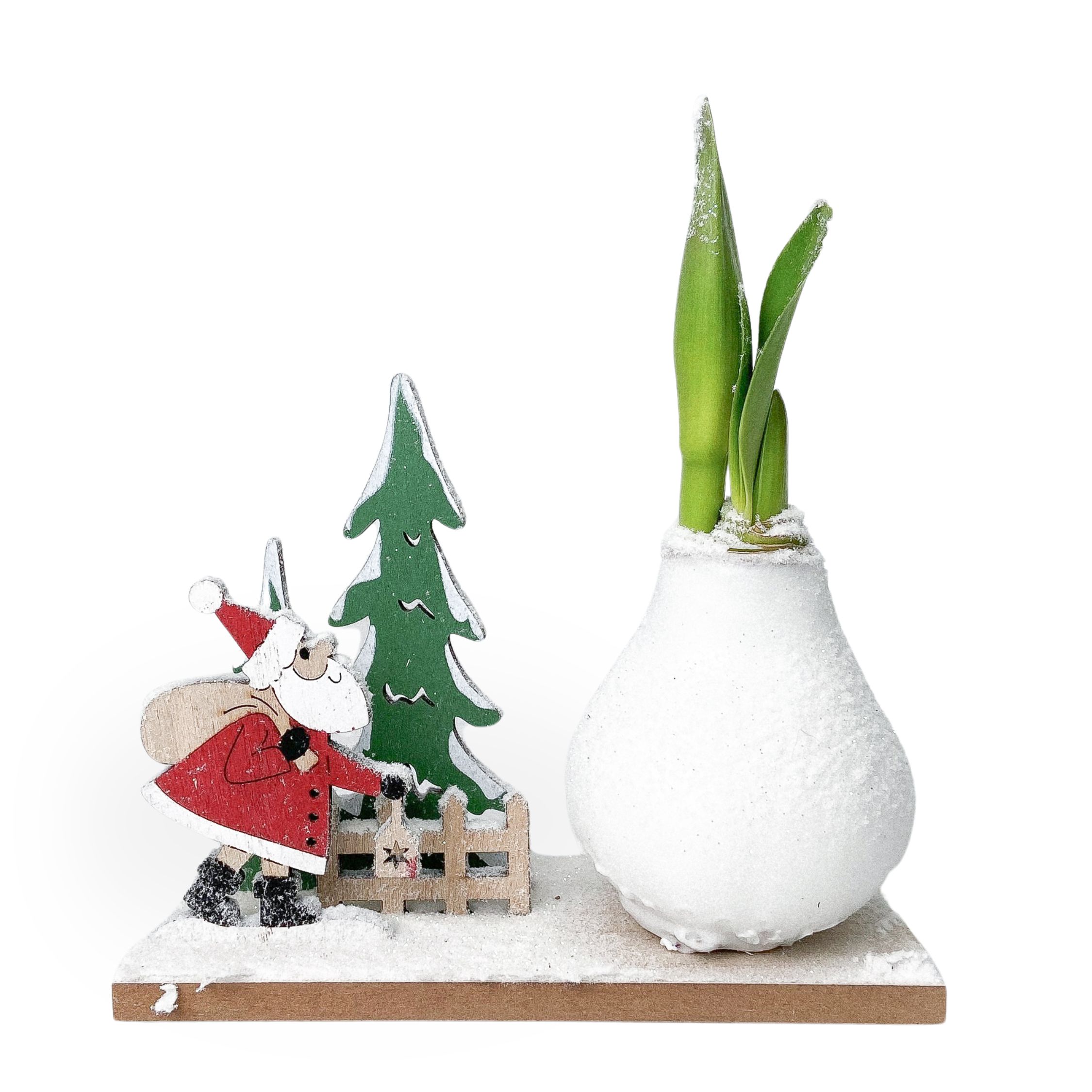 Amaryllis - Hippeastrum 'Talvinen Ihmemaa Joulupukki'