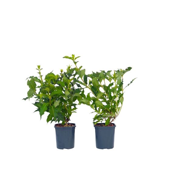 Kukkapensas - 2 kpl - Weigela florida 'Red Prince' - Korkeus 25-40 cm - ⌀17 cm