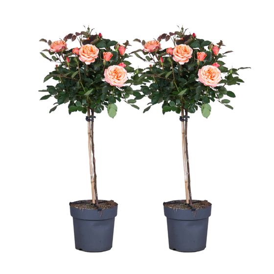 Ruusupuu - 2 kpl - Rosa palace 'Catherine' - Korkeus 80–100cm - ⌀19cm