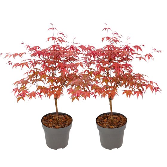 Japanin vaahtera - 2 kpl - Acer palmatum 'Beni Maiko' - Korkeus 60-70cm - ⌀19cm