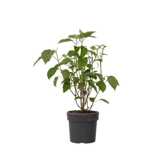 Hortensia - Hydrangea 'Strong Annabelle' - Korkeus 30-40cm - ⌀19cm