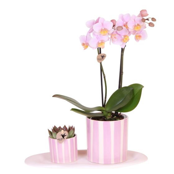 Orkidea-lahjasetti 'Pink S' - Phalaenopsis - Korkeus 30cm