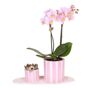 Orkidea-lahjasetti 'Pink S' - Phalaenopsis - Korkeus 30cm