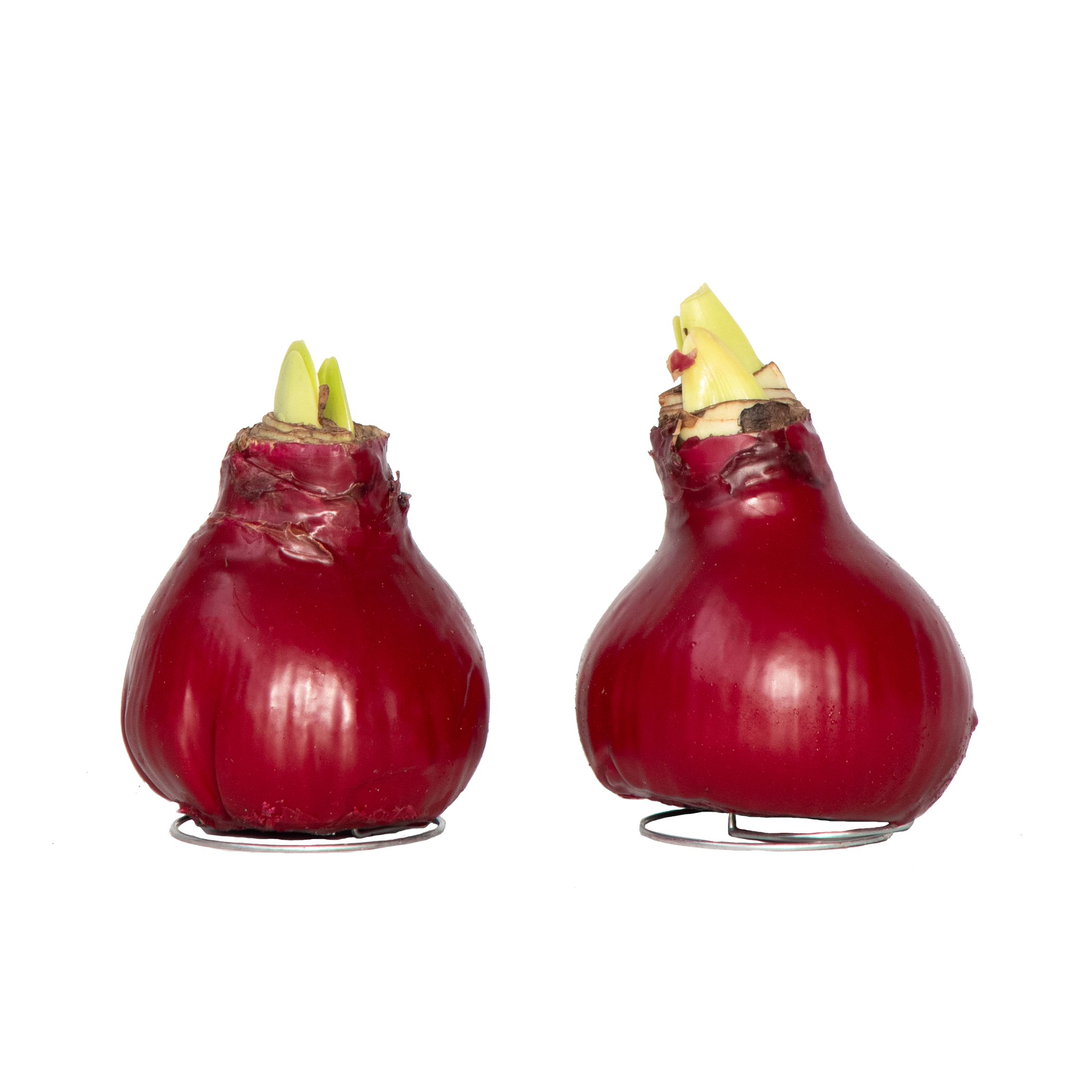 Amaryllis - Hippeastrum 'Wax Bordeaux' - Kukkasipuli - Punainen