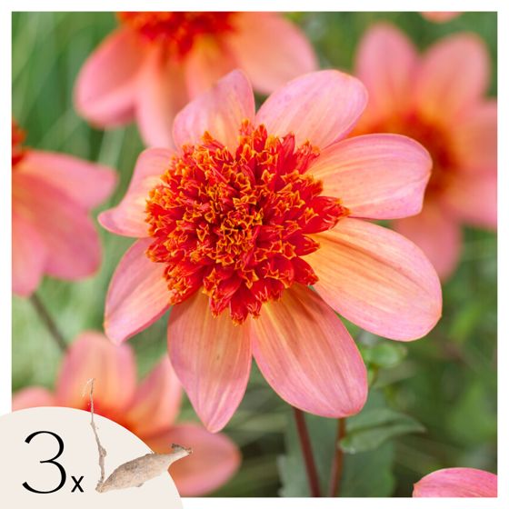 Daalian juurakot - 3 kpl - Dahlia 'Totally Tangerine' - Kukkasipulit - Oranssi