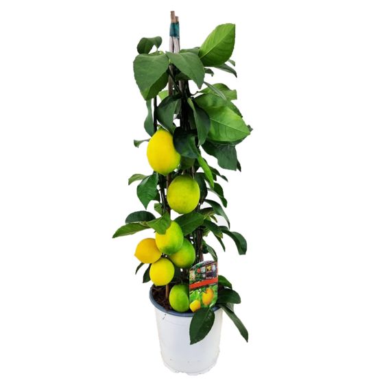 Sitruunapuu - Citrus limon - Korkeus 60-65 cm - ⌀17 cm