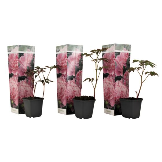 Pioni - 3 kpl - Paeonia officinalis 'Sarah Bernhardt' - Korkeus 0–40cm - ⌀9cm