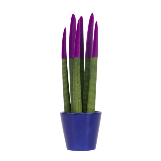 Velvet-käärmekasvi - Sansevieria cylindrica - Korkeus 20-40cm - ⌀9cm