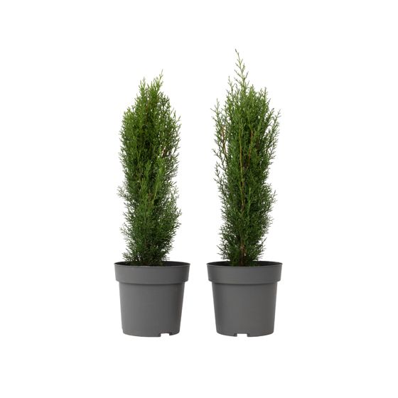 Välimeren sypressi - 2 kpl - Cupressus 'Totem' - Korkeus 60-80 cm - ⌀19 cm