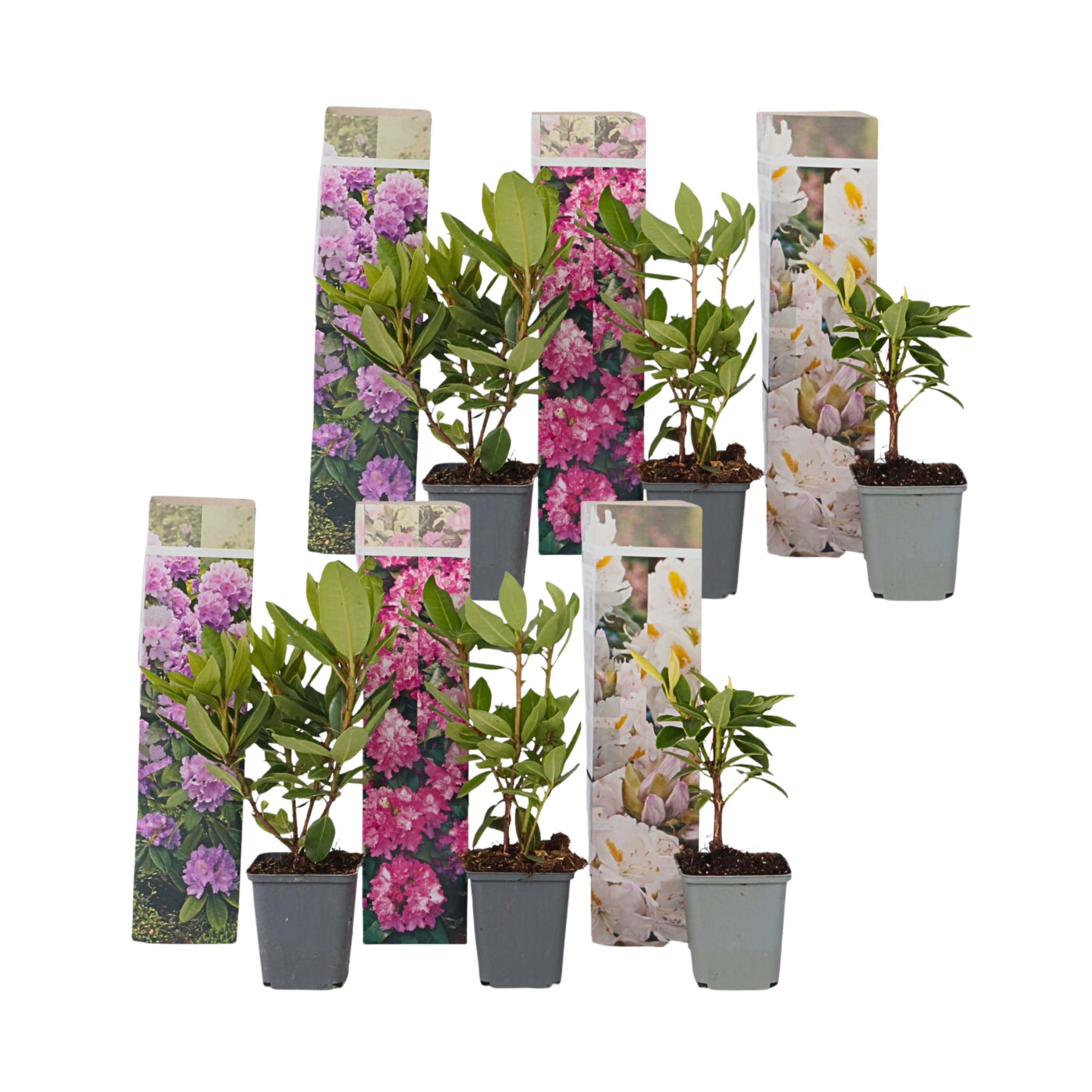 Rhododendronit - 6 kpl. - Rhododendron catawbiense - Korkeus 25-40cm - ⌀9cm