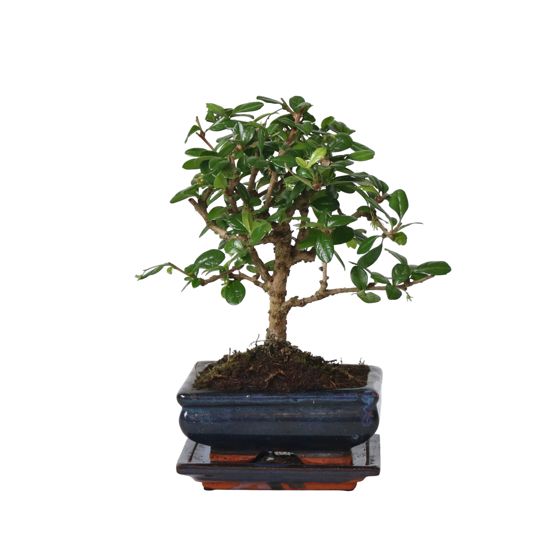 Itämainen teespuu - Carmona microphylla - Korkeus 25-30 cm - ⌀15 cm