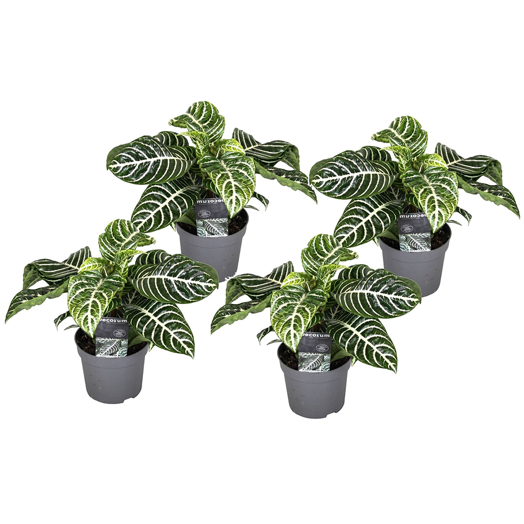 Seeprakasvi - 4 kpl - Aphelandra squarrosa 'Botanica' - Korkeus 25-45cm - ⌀13cm