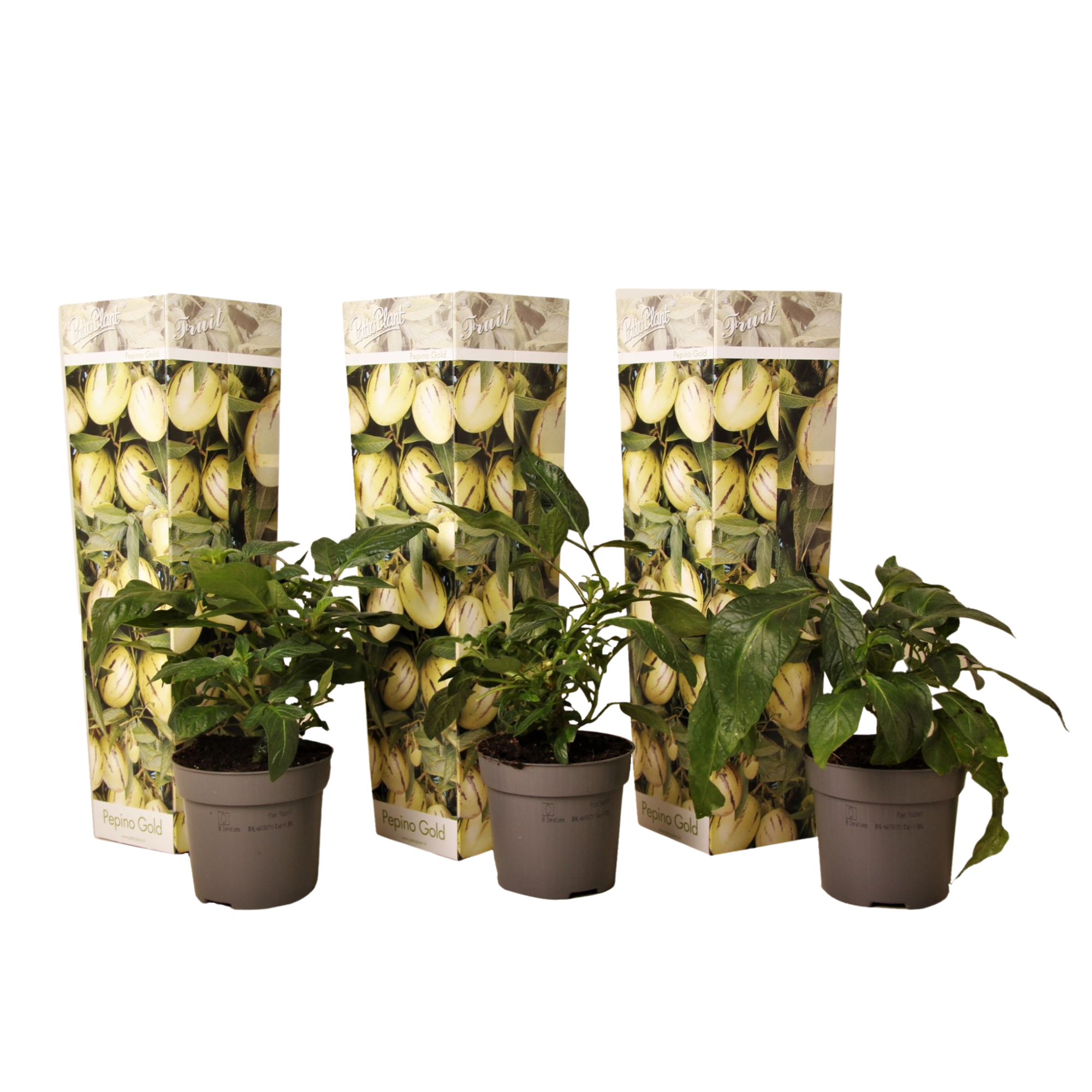 Pepinomeloni - 3 kpl - Solanum muricatum 'Pepino Gold' - Korkeus 25–40cm - ⌀9cm
