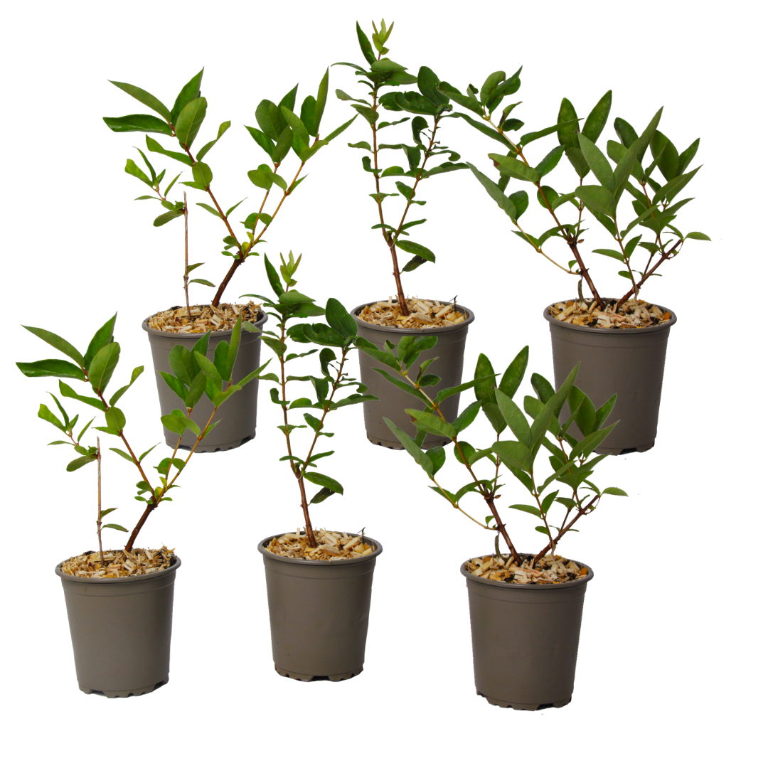 Haskap-marja - 6 kpl - Lonicera kamtchatica - Korkeus 25-40 cm - ⌀9 cm