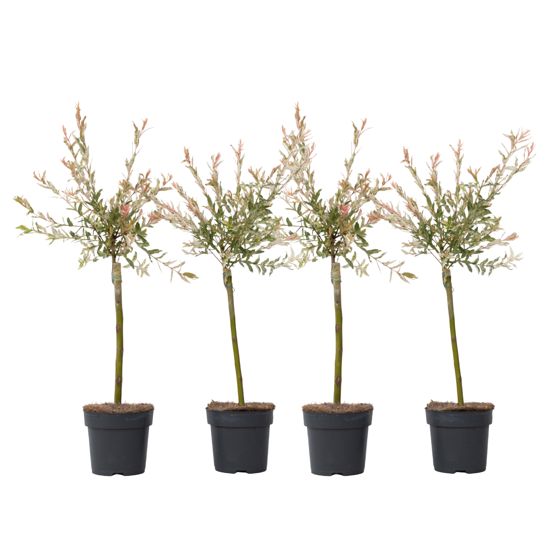 Flamingonpaju - 4 kpl - Salix integra 'Flamingo' - Korkeus 60-80cm - ⌀17cm