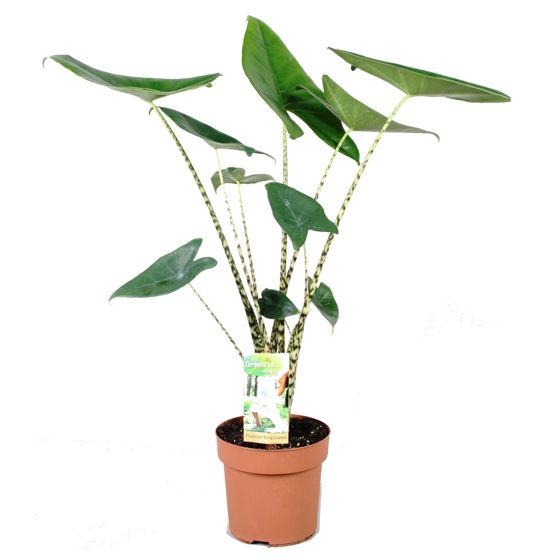 Juurakkovehka - Alocasia 'Zebrina' - Korkeus 60-70cm - ⌀17cm