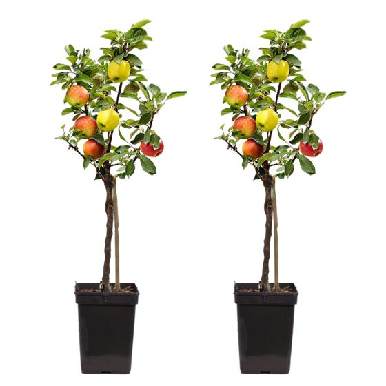 Omenapuu - 2 kpl - Malus - Korkeus 60-70cm - ⌀17cm
